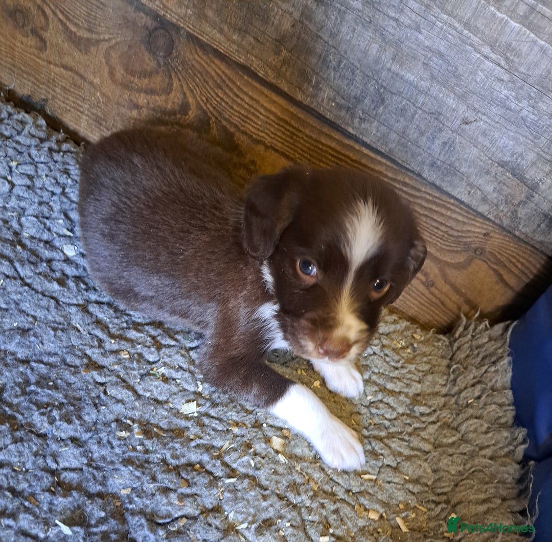 Mixed Breed dogs for sale: Mixed breed rainbow of colours  - Image 10