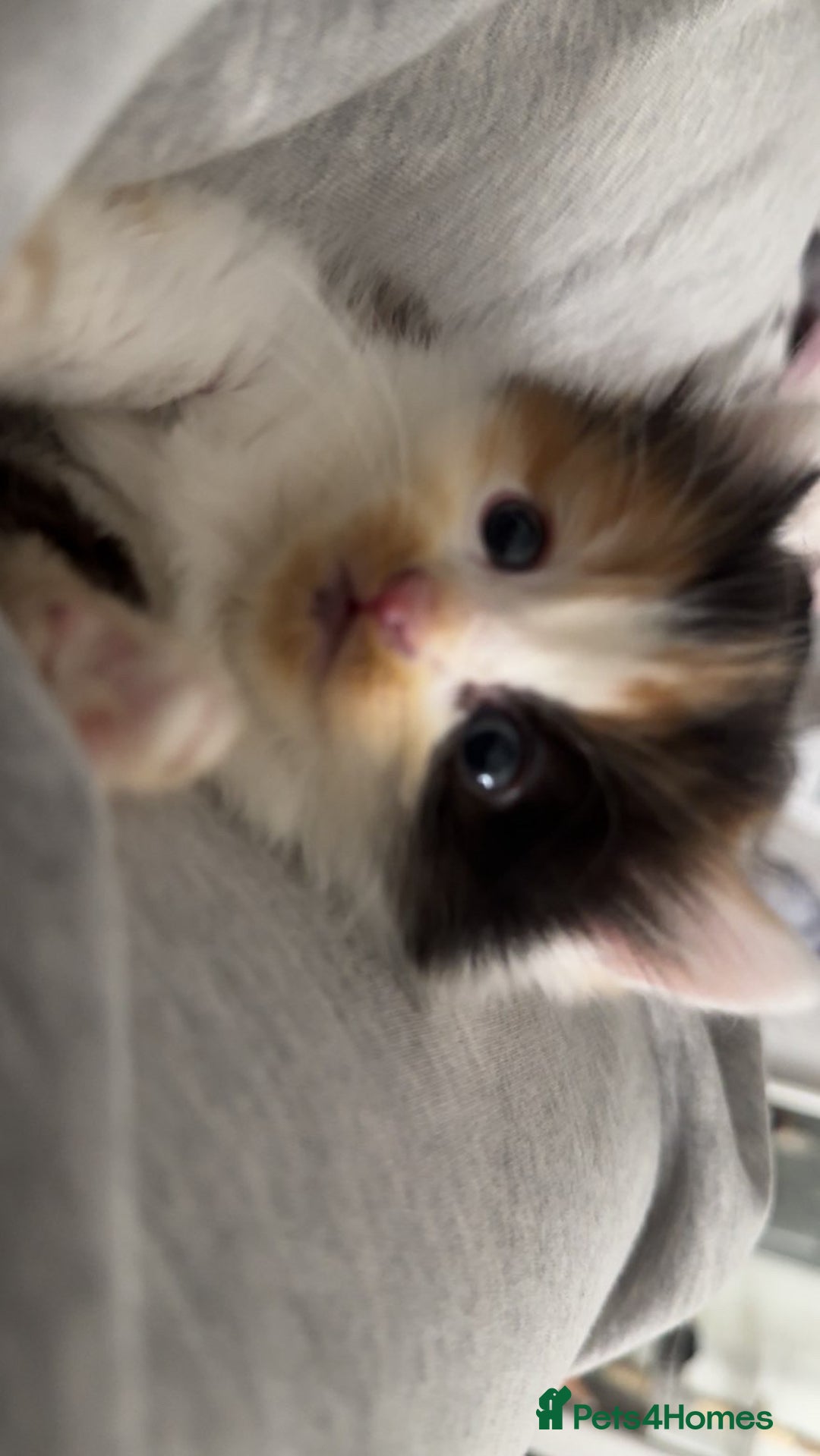 Mixed Breed cats for sale: Fluffy kittens - Image 14