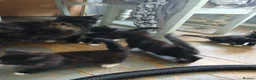 Mixed Breed cats for sale: Long haired kittens  in Swanscombe - Advert 14
