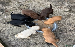 Cocker Spaniel dogs for sale: ⭐️Cocker spaniel puppies ready now ⭐️ - Image 17