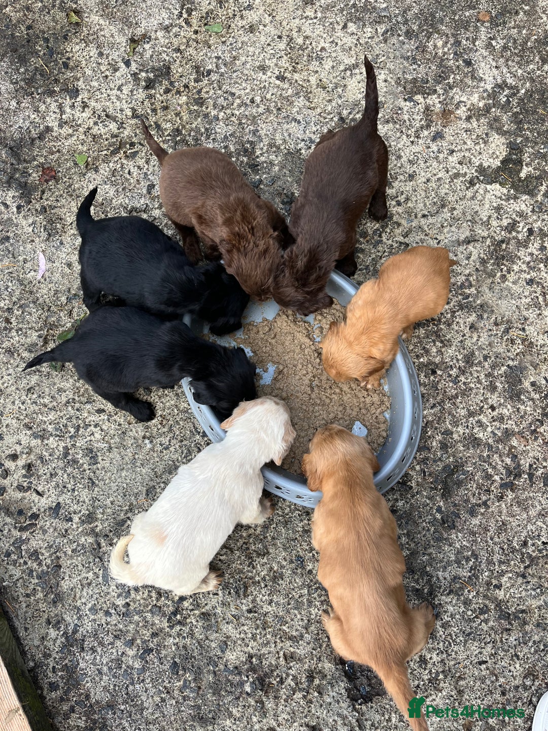 Cocker Spaniel dogs for sale: ⭐️Cocker spaniel puppies ready now ⭐️ - Image 17