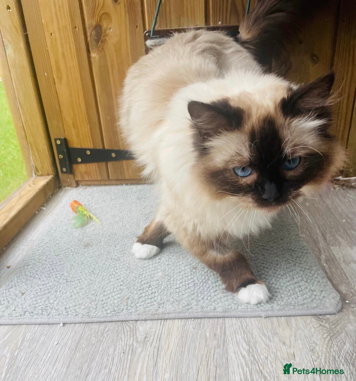 Ragdoll cats Meet Scarlet - Seal Point Mitted Ragdoll - Advert 3