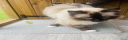 Ragdoll cats for adoption: Meet Scarlet - Seal Point Mitted Ragdoll in Northwich - Advert 1
