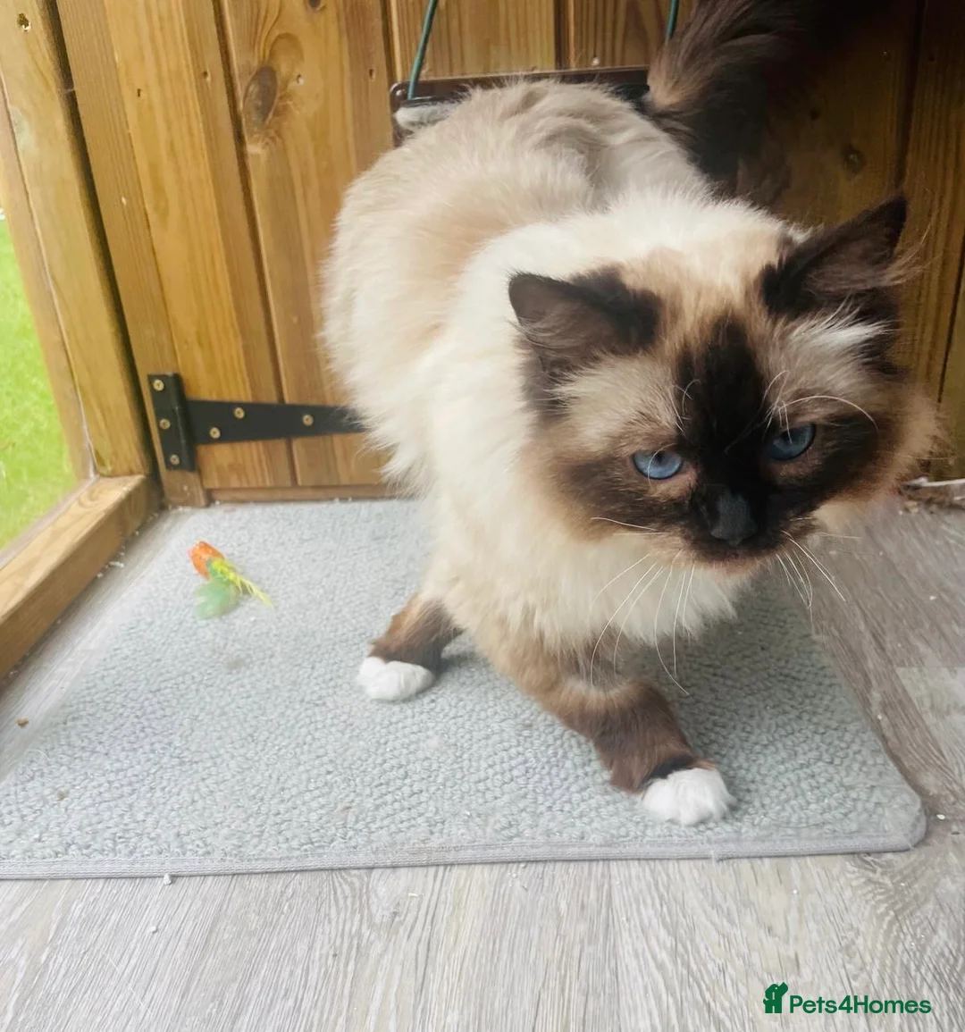 Ragdoll cats for adoption: Meet Scarlet - Seal Point Mitted Ragdoll in Northwich - Advert 1