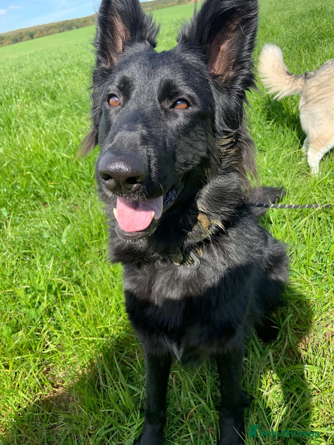 German Shepherd dogs for sale: Female large black German Shepherd in Andover - Advert 3