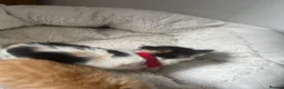 Mixed Breed cats for sale: Gorgeous playful kittens  - Advert 16