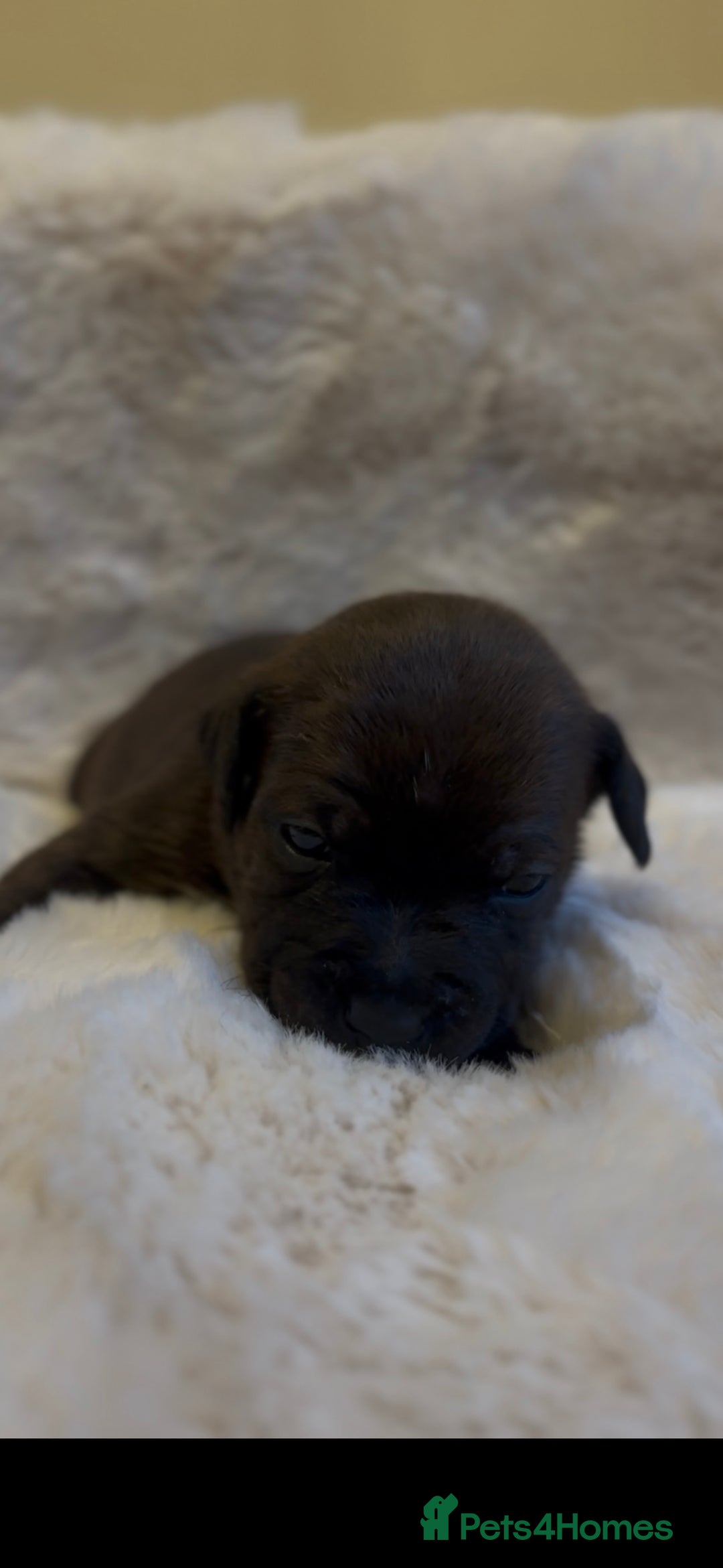 Staffordshire Bull Terrier dogs for sale: Beautiful Staffordshire Bull Terrier Puppies - Image 10
