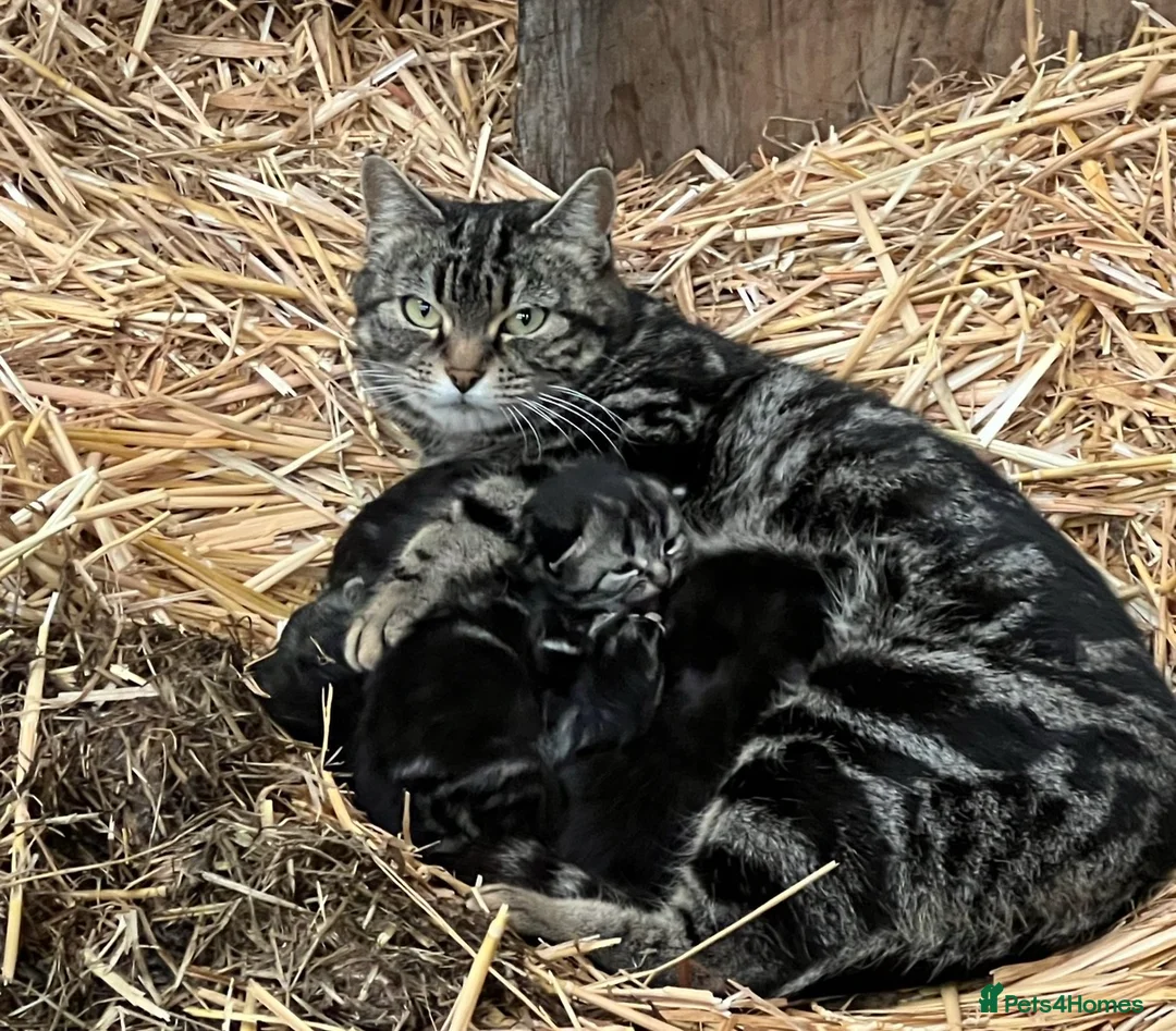 Mixed Breed cats for sale: Tabby kittens for Sale  in Aylesbury - Advert 4