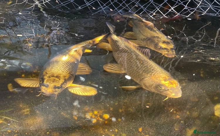 Koi Carp fish - Advert 1