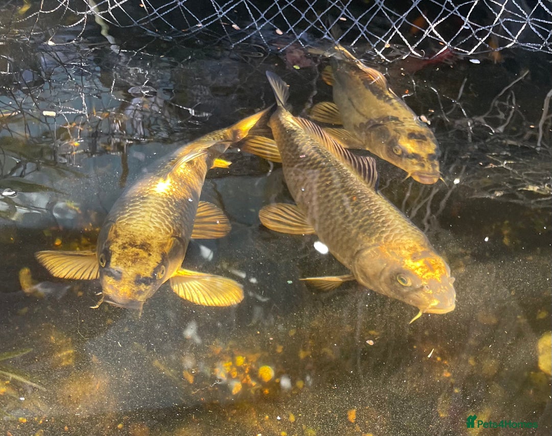Koi Carp fish for sale: Japanese Koi Carp - Image 1