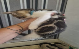 Mixed Breed cats for sale: 5 kittens ready to go - Image 9
