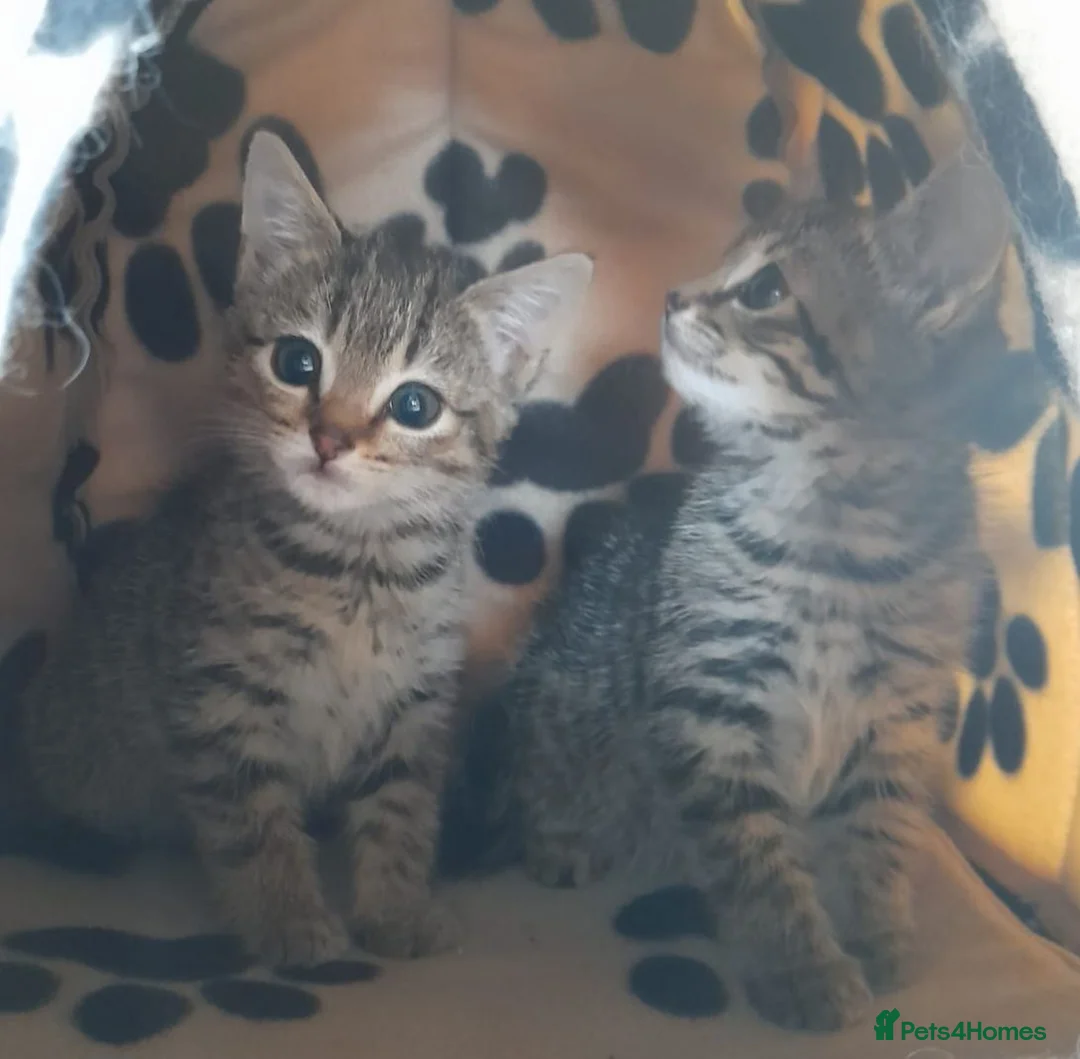 Russian Blue cats for sale: Microchipped cross Russian Blue Kittens - Advert 1