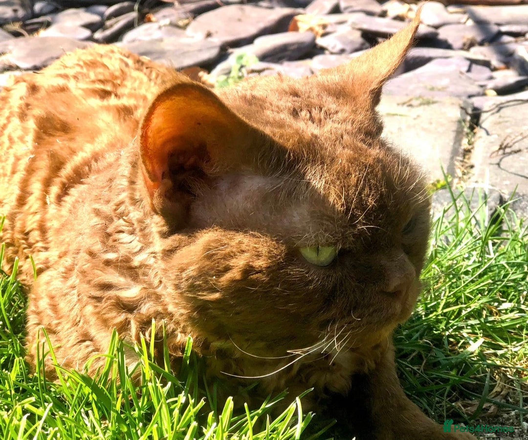 Devon Rex cats for sale: GCCF registered adult boy and girl  - Advert 3