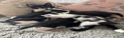 Mixed Breed cats for sale: Kittens  - Advert 7