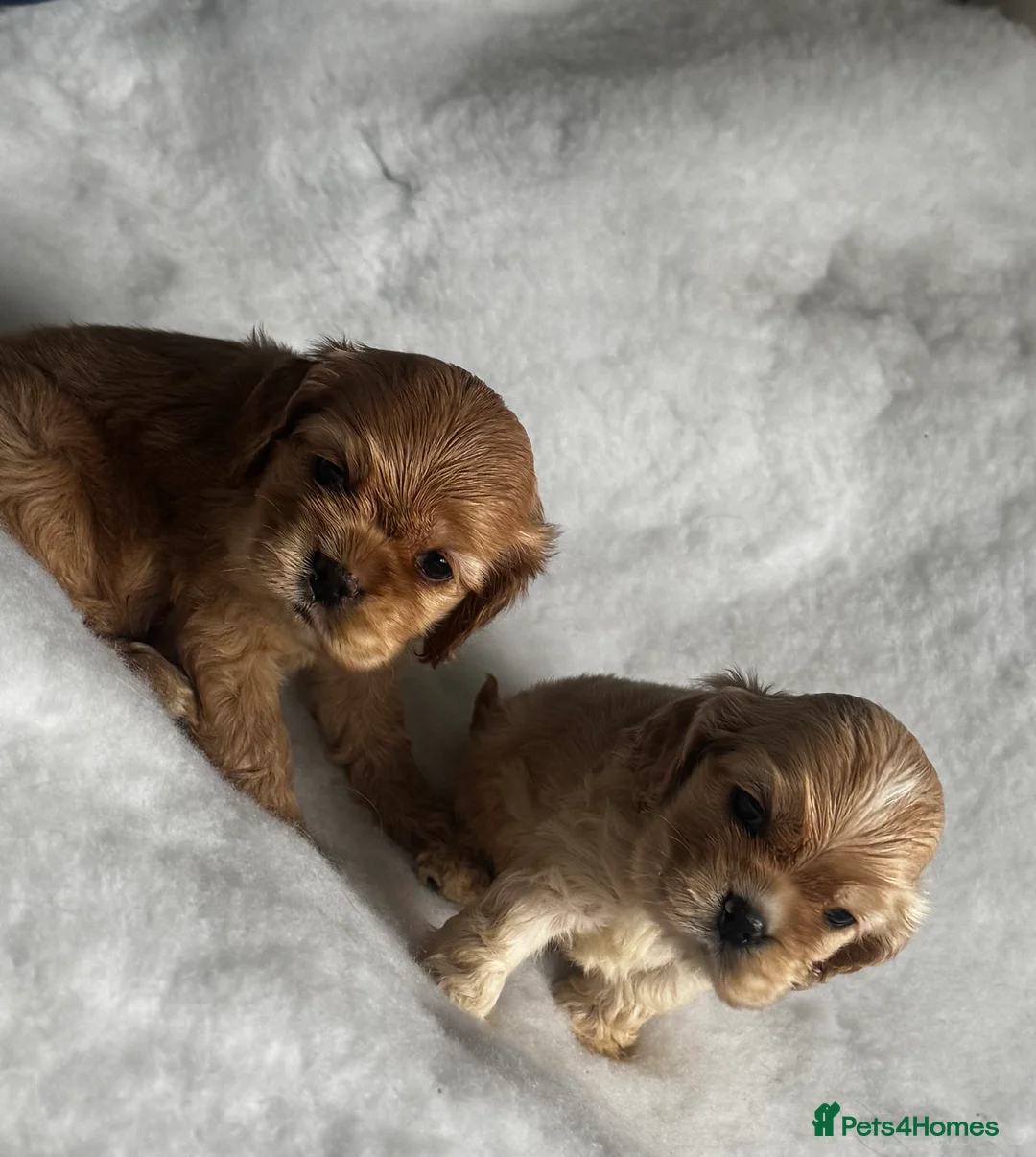 American Cocker Spaniel dogs for sale: 🐾KC, Health tested American cocker spaniels🐾 - Advert 17