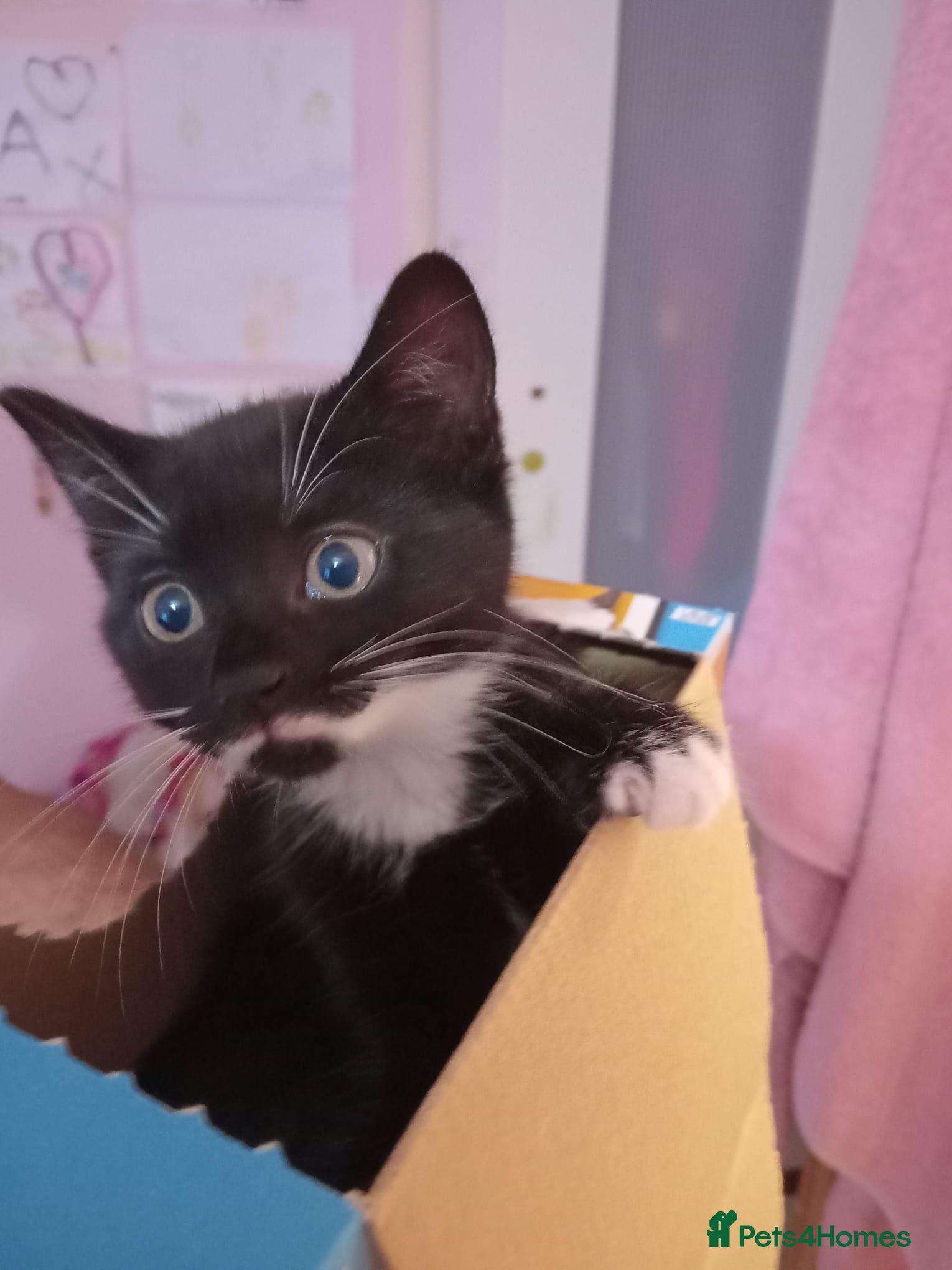 Mixed Breed cats 2 Black & White Female Kittens 14 weeks old - Advert 17