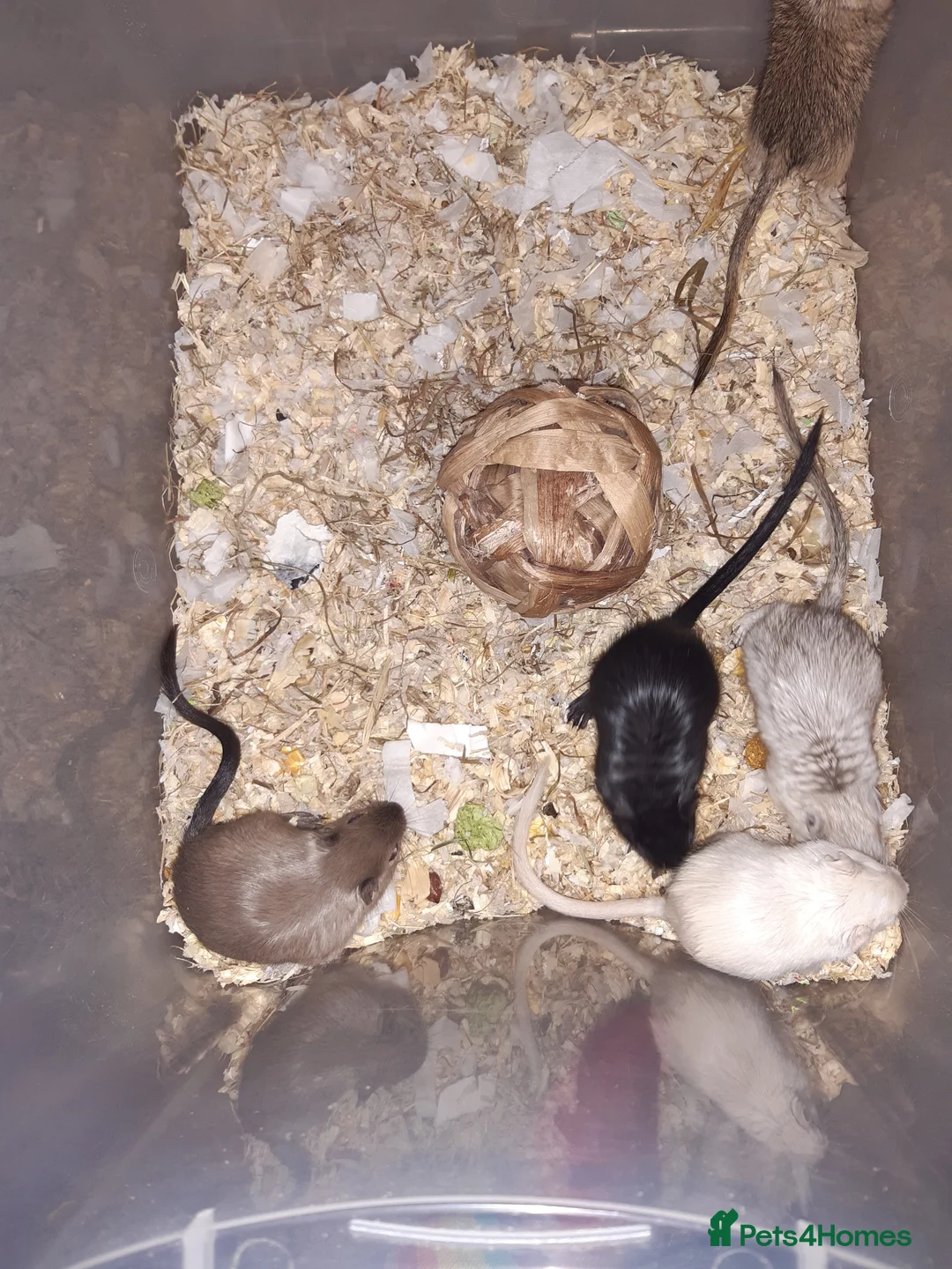 Gerbil rodents for sale: Super friendly gerbils from hobby breeder  - Advert 27