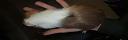 Guinea Pig rodents for sale: 4 female guinea pigs in Telford - Advert 4
