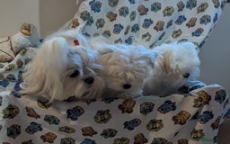 Maltese dogs for sale: Gorgeous KC pedigree Maltese puppy boy - Image 7