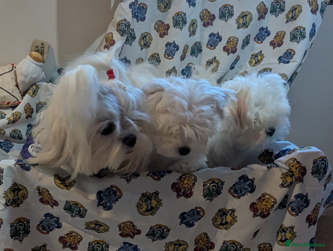Maltese dogs for sale: Gorgeous KC pedigree Maltese puppy boy - Image 7
