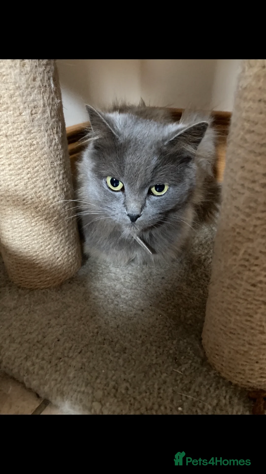 Mixed Breed cats for sale: British long hair X kittens - Advert 5
