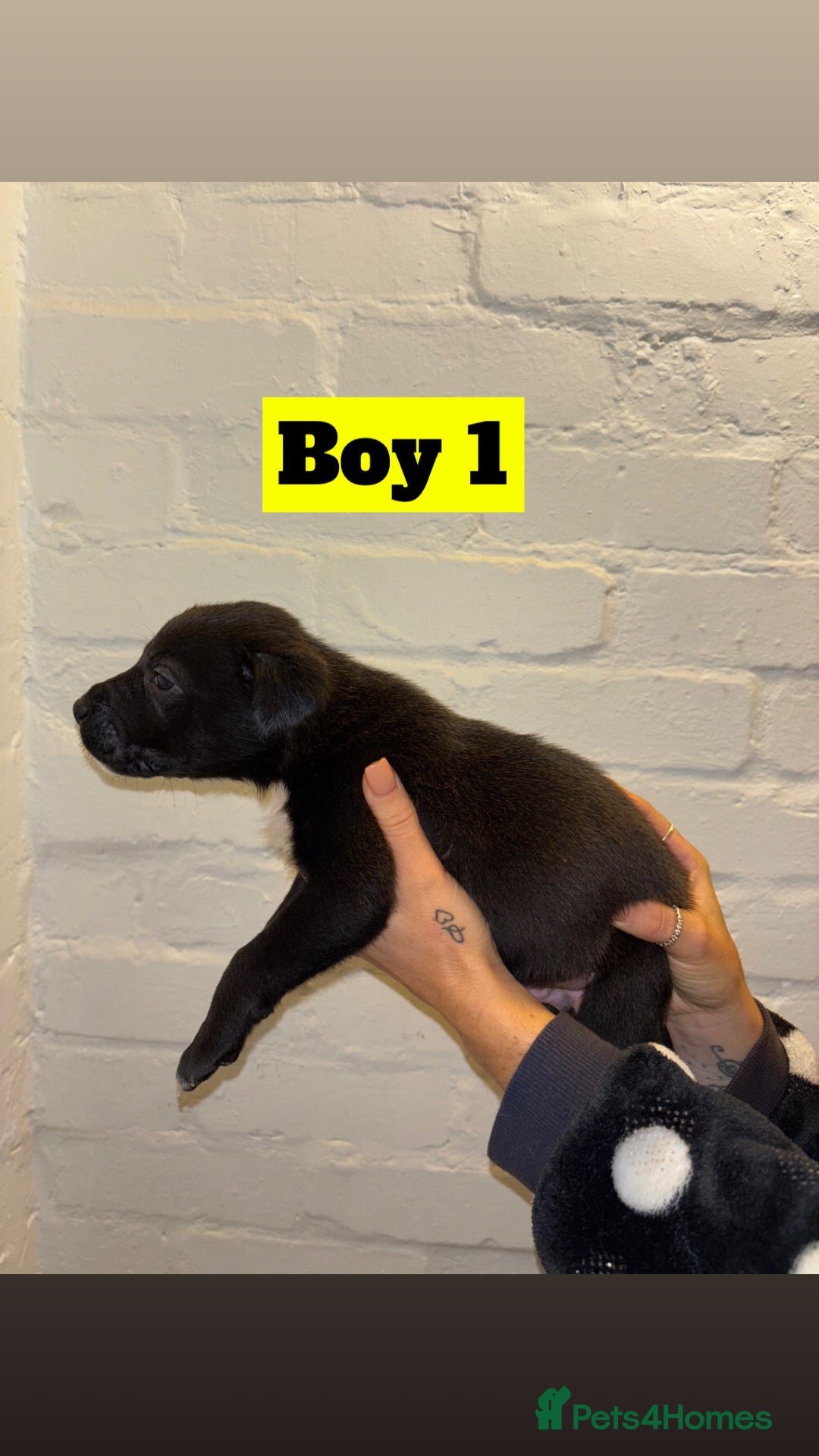 Mixed Breed dogs for sale: Beautiful Border collie/kelpie X staff cross pups - Image 2