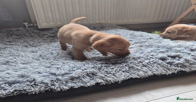 Labrador Retriever dogs - Advert 7