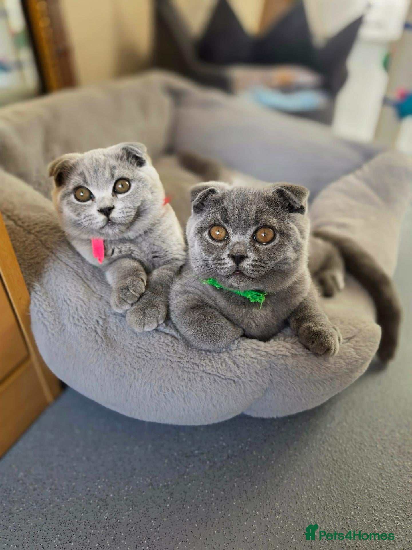 Scottish Fold cats 1 boy and 2 girls left 🐾✨️💚💙🧡 - Advert 7