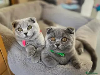 Scottish Fold cats 1 boy and 2 girls left 🐾✨️💚💙🧡 - Advert 7