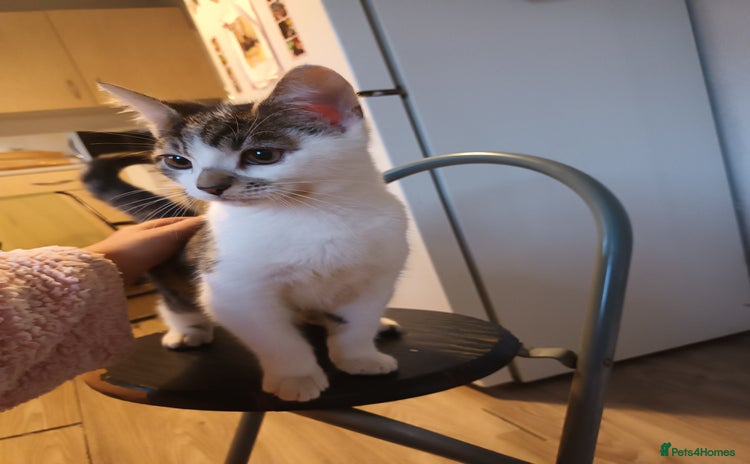 Mixed Breed cats for sale - Advert 1