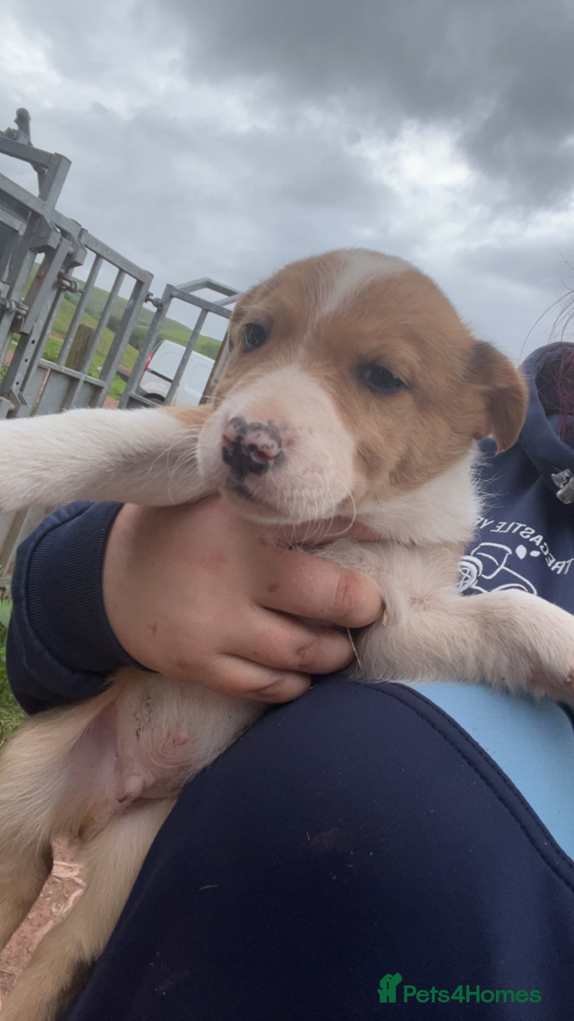 Border Collie dogs WSD PUPS LOOKING FOR LOVING HOMES - Advert 2