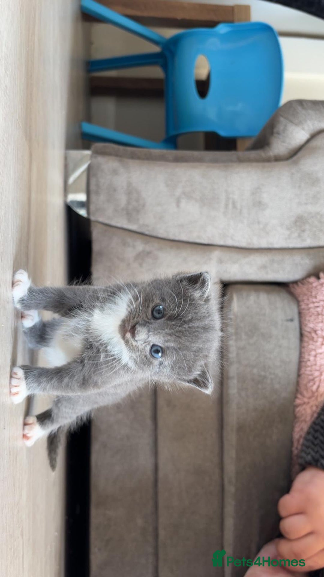 Mixed Breed cats for sale: Stunning mixed breed kittens  - Image 1