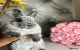 Netherland Dwarf rabbits for sale: Pure bred netherland dwarf babies  - Image 11