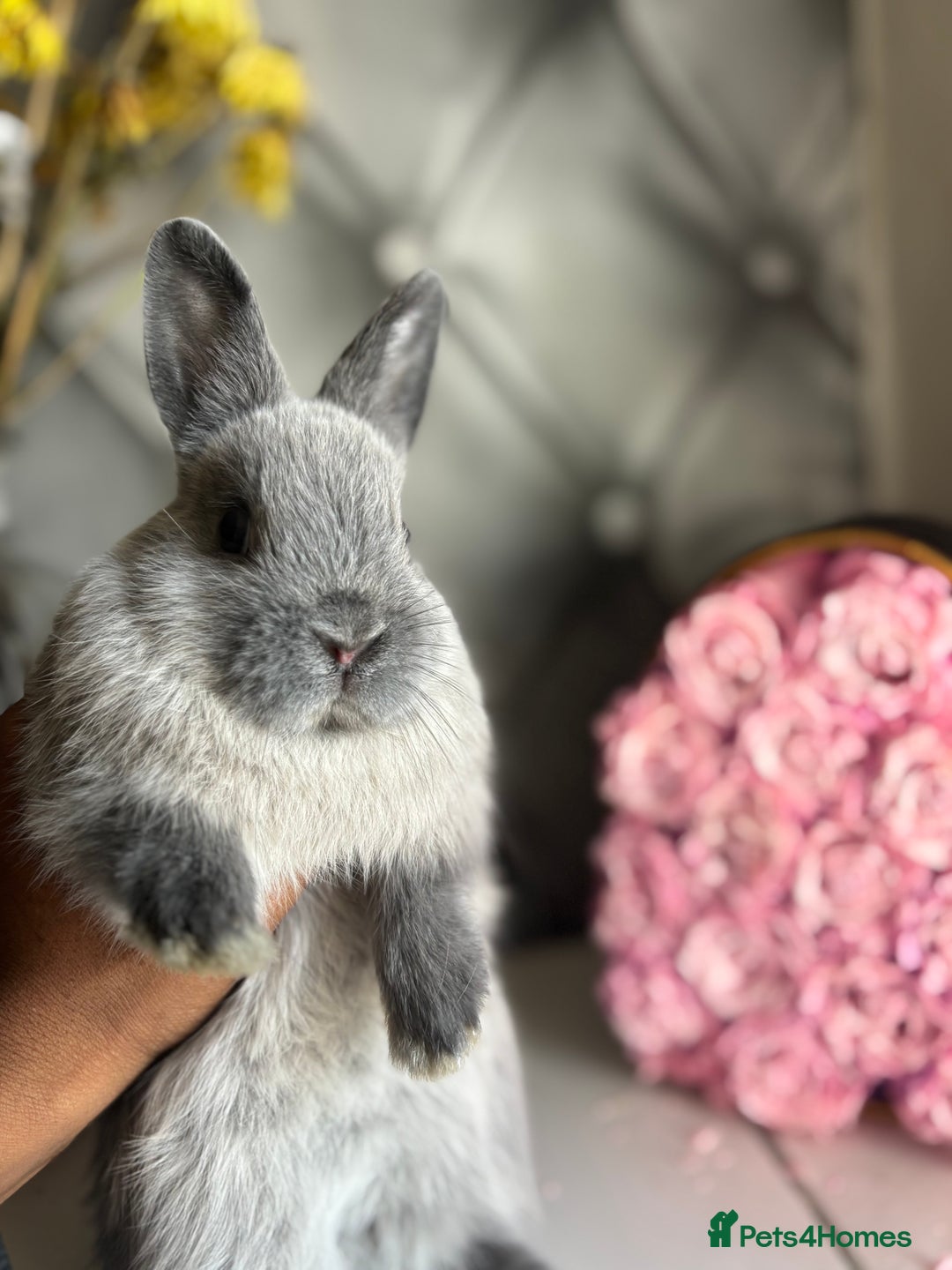 Netherland Dwarf rabbits for sale: Pure bred netherland dwarf babies  - Image 11