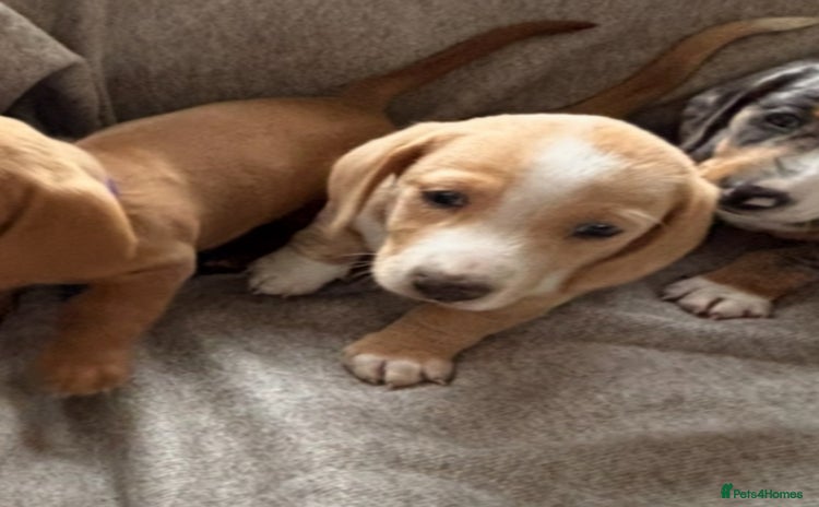 Miniature Dachshund dogs - Advert 1