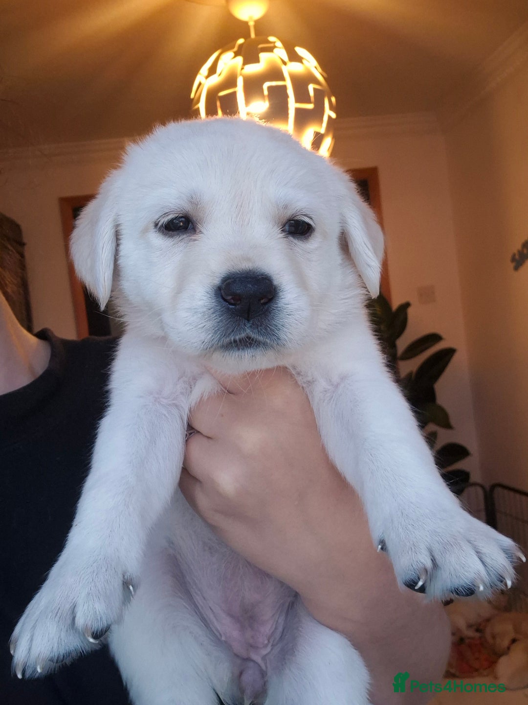 Labrador Retriever dogs for sale: Beautiful labrador puppies for sale - Image 19