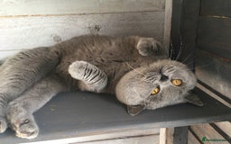 British Shorthair cats for stud: Blue stud Gccf and Tica  in Derby - Image 3