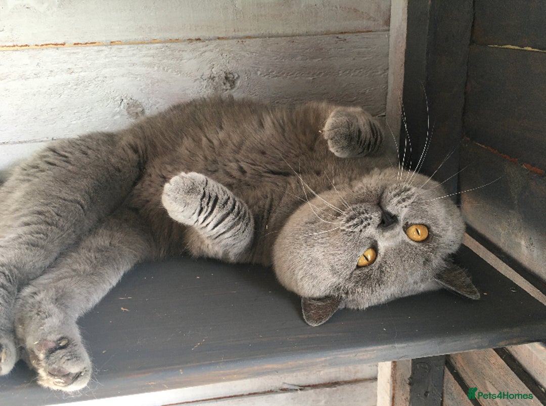 British Shorthair cats for stud: Blue stud Gccf and Tica  in Derby - Image 3