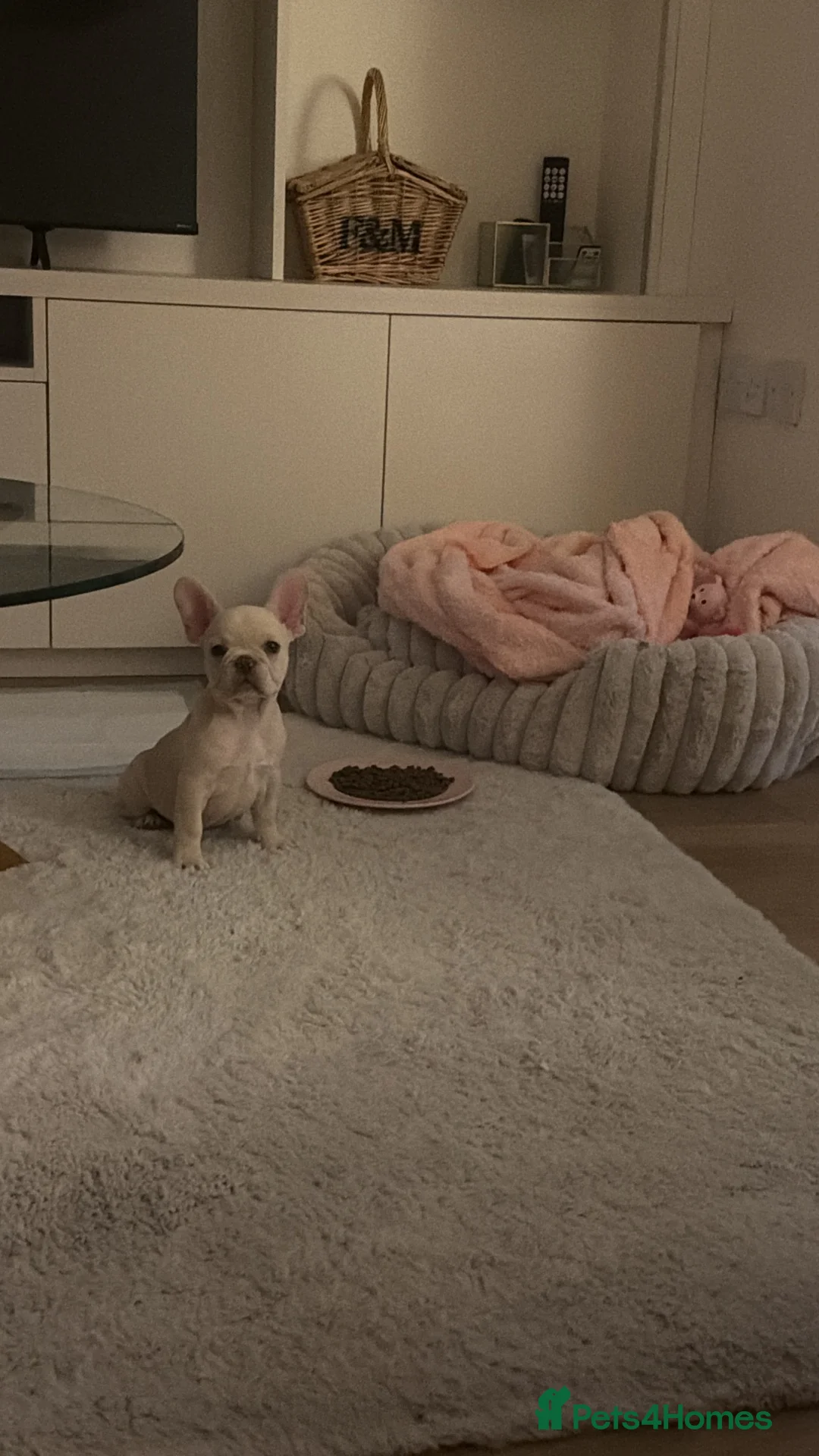 French Bulldog dogs for sale: Female Platinum French Bulldog For Sale - Advert 8