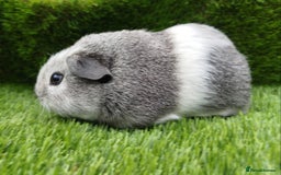 Guinea Pig rodents for sale:  4 BOYS all young babies  - Image 2