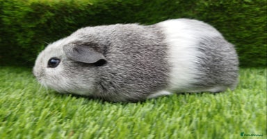 Guinea Pig rodents - Advert 4