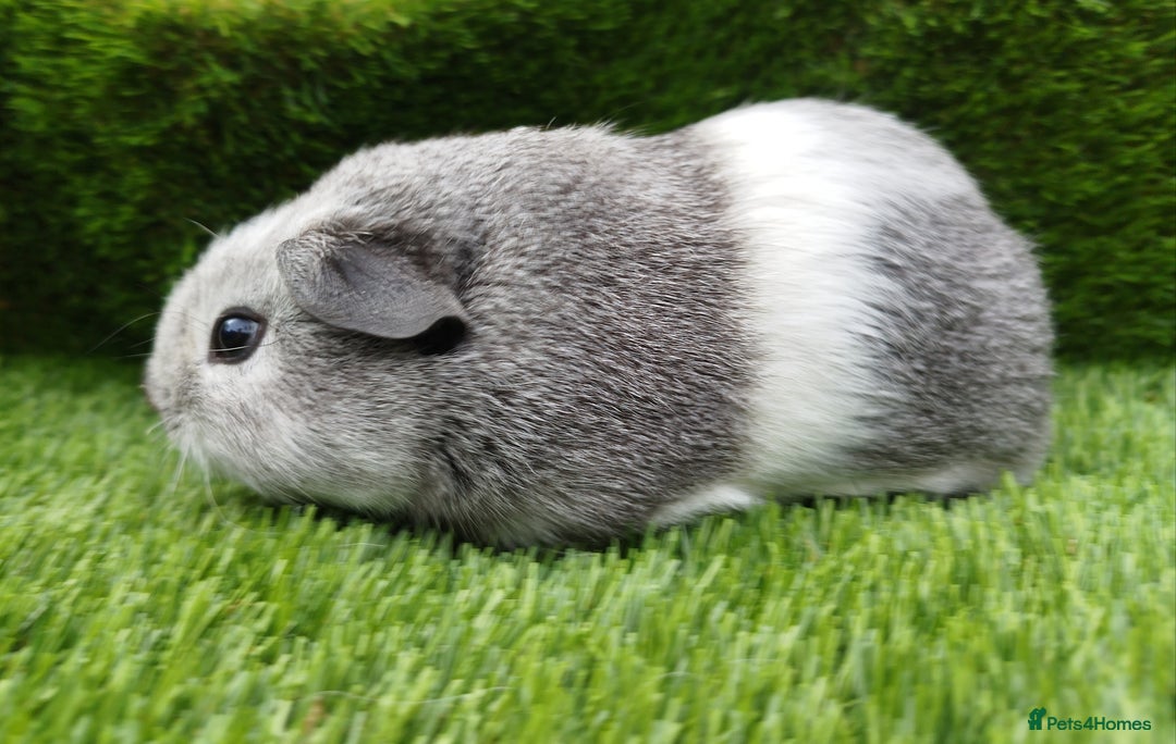 Guinea Pig rodents for sale:  4 BOYS all young babies  - Image 2