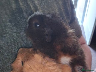 Guinea Pig rodents 2 male guinea pigs - Advert 1