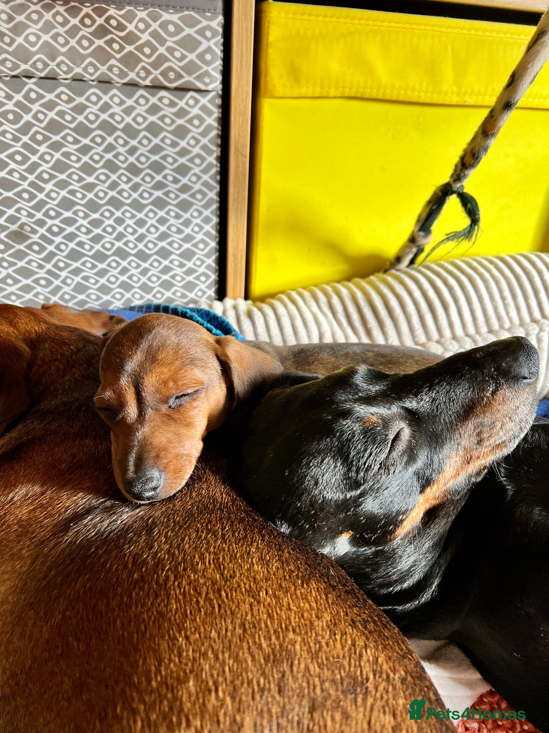 Miniature Dachshund dogs for sale: Excellent bloodlines mini smooth hair dachshunds  - Image 11
