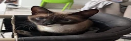 Mixed Breed cats for sale: Beautiful mixed breed seal point ragdoll mix  - Advert 7