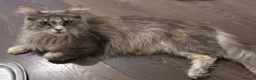 Maine Coon cats for sale: CREAM MAINE COON BOY READY NOW - Advert 8
