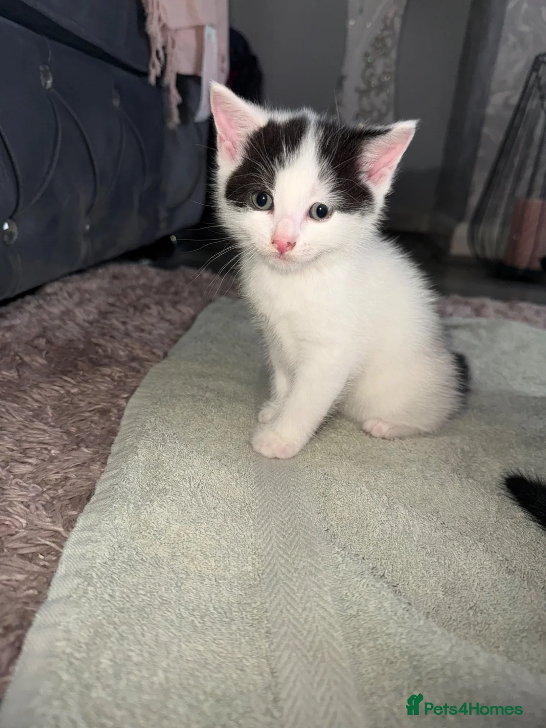 American Shorthair cats for sale: 3 kittens  - Advert 4