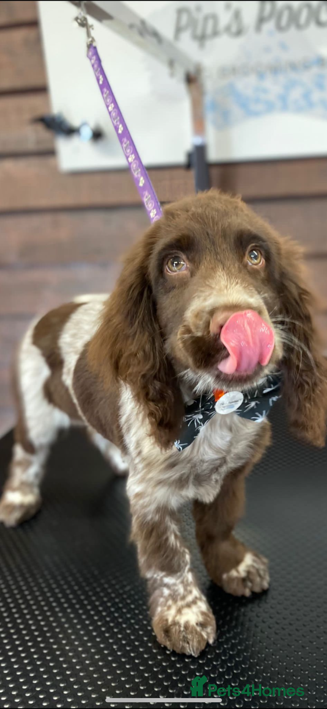 Cocker Spaniel dogs for sale: BEAUTIFUL COCKER SPANIEL PUPS - Advert 3