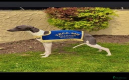 Whippet dogs for sale: OUTSTANDING PRESTIGIOUS LAGUNA BLUE WHIPPETS! KC - Image 12