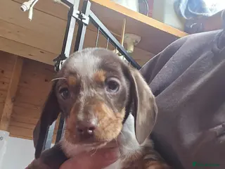 Miniature Dachshund dogs READY NOW: Stunning miniature dachshund pups - Advert 3